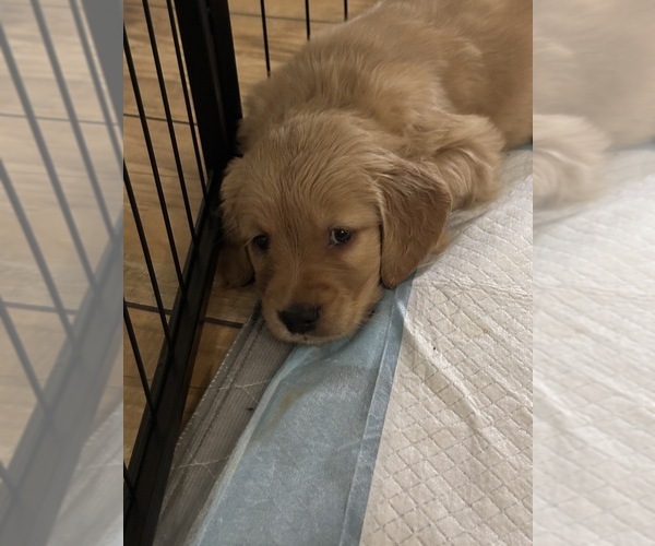Medium Photo #5 Golden Retriever Puppy For Sale in PEORIA, AZ, USA
