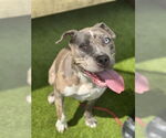 Small American Pit Bull Terrier