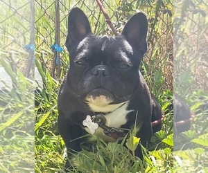 French Bulldog Puppy for sale in MODESTO, CA, USA