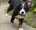 Small #4 Bernese Mountain Dog
