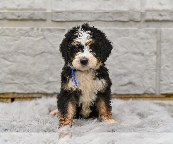 Medium Photo #4 Bernedoodle Puppy For Sale in MILLERSBURG, OH, USA