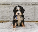 Small #3 Bernedoodle