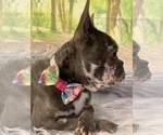 Small Photo #36 French Bulldog Puppy For Sale in BUSHKILL, PA, USA