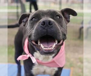 Mutt Dogs for adoption in San Antonio, TX, USA