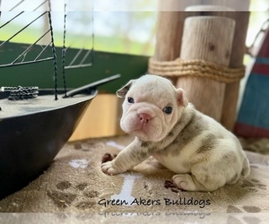 English Bulldog Puppy for sale in OOLOGAH, OK, USA