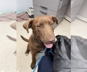 Labrador Retriever Dogs for adoption in Stockton, CA, USA