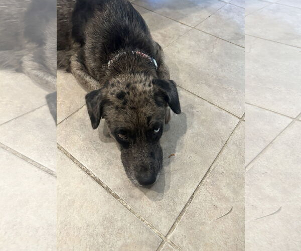 Medium Photo #4 Australian Shepherd Puppy For Sale in The Woodlands, TX, USA