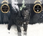 Small #4 Poodle (Toy)