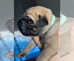 Small Photo #9 Mastiff Puppy For Sale in VANCOUVER, WA, USA
