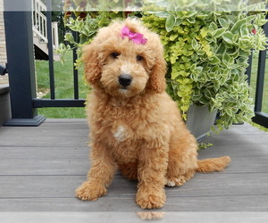 Goldendoodle (Miniature) Puppy for sale in MILLERSBURG, OH, USA