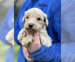 Small #14 Goldendoodle