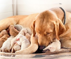 Mother of the Labrador Retriever puppies born on 12/12/2021