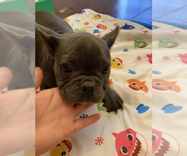 Medium Photo #4 French Bulldog Puppy For Sale in HOPKINSVILLE, KY, USA