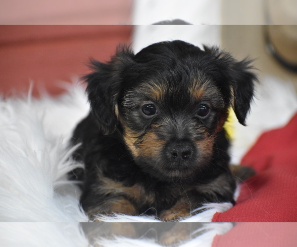 Medium Photo #2 Yorkipoo Puppy For Sale in ELDORADO, OH, USA