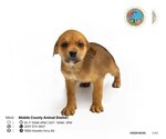 Small Photo #2 Black Mouth Cur-Unknown Mix Puppy For Sale in Mobile, AL, USA