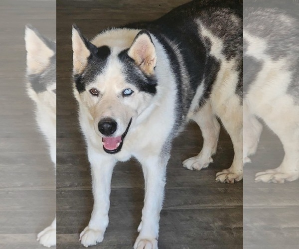 Medium Photo #3 Siberian Husky Puppy For Sale in Cedar Crest, NM, USA