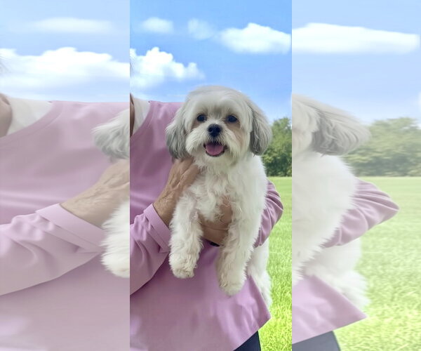 Medium Photo #3 Shih Tzu Puppy For Sale in Weston, FL, USA