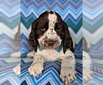 Small Photo #6 English Springer Spaniel Puppy For Sale in LANCASTER, PA, USA