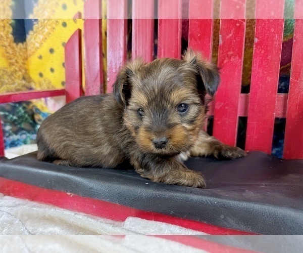 Medium Photo #5 Morkie Puppy For Sale in CASSVILLE, MO, USA