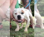 Small #4 Mutt