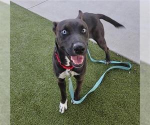 German Shepherd Dog-Unknown Mix Dogs for adoption in Waco, TX, USA