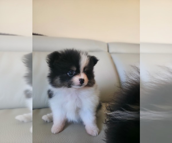 Medium Photo #4 Pomeranian Puppy For Sale in SAN JOSE, CA, USA