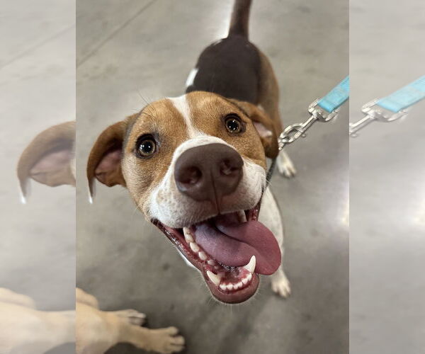 Medium Photo #7 Beagle-Unknown Mix Puppy For Sale in Germantown, OH, USA