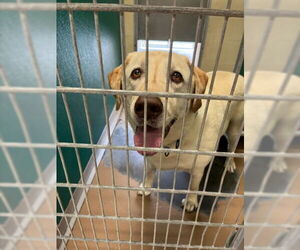 Labrador Retriever Dogs for adoption in Texas City, TX, USA
