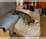 Small #5 American Bulldog Mix