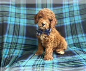 Cock-A-Poo Puppy for sale in LAKELAND, FL, USA