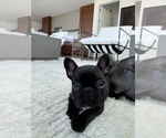 Puppy PinkCityFrenchi French Bulldog