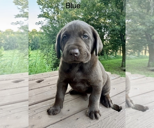 Medium Photo #66 Labrador Retriever Puppy For Sale in STANLEY, WI, USA