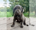 Small #1 Labrador Retriever