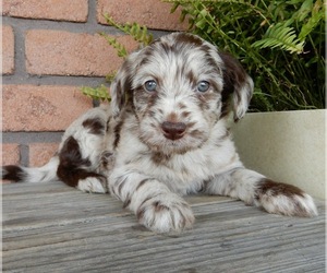Labradoodle Puppy for sale in MILLERSBURG, OH, USA