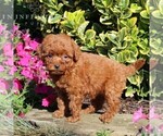 Small Photo #3 Goldendoodle-Poodle (Miniature) Mix Puppy For Sale in NEW PROVIDENCE, PA, USA