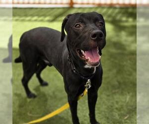 Mutt Dogs for adoption in Las Vegas, NV, USA