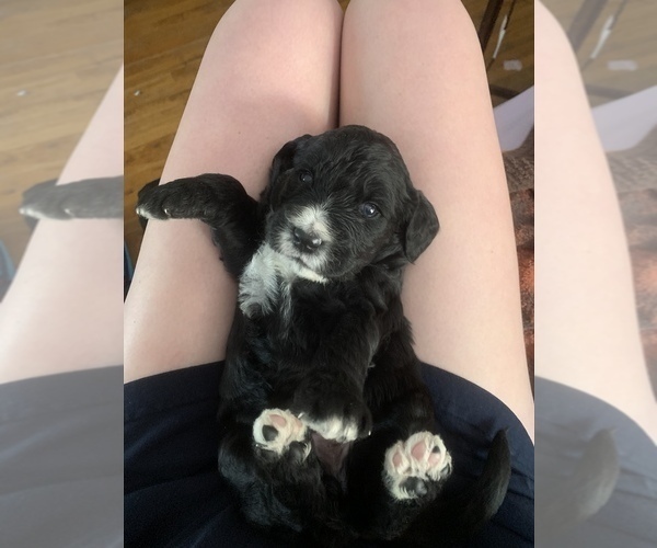 Medium Photo #3 Bernedoodle-Golden Retriever Mix Puppy For Sale in BEULAH, MI, USA