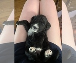Small Photo #3 Bernedoodle-Golden Retriever Mix Puppy For Sale in BEULAH, MI, USA