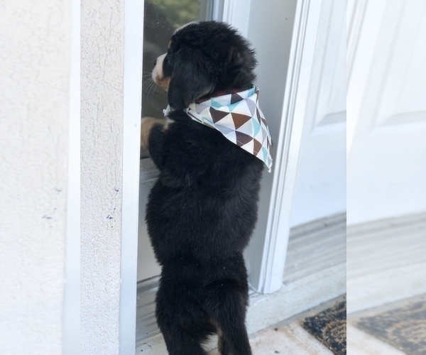 Medium Photo #6 Bernese Mountain Dog Puppy For Sale in FLEMING ISLAND, FL, USA