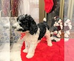 Small Photo #1 Poodle (Standard) Puppy For Sale in MIDDLETOWN, OH, USA
