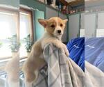 Small Photo #6 Pembroke Welsh Corgi Puppy For Sale in MCMINNVILLE, TN, USA