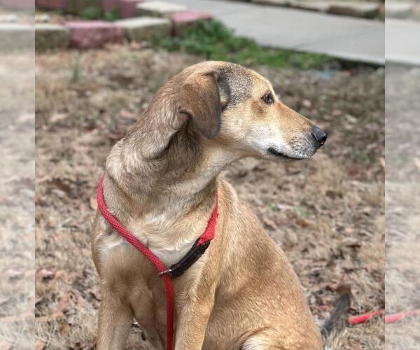 Medium Photo #3 Siberian Husky-Unknown Mix Puppy For Sale in Yardley, PA, USA