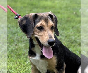 Beagle Dogs for adoption in Yardley, PA, USA