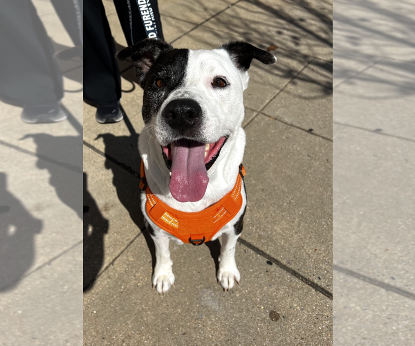 Medium Photo #2 Mutt Puppy For Sale in Rockville, MD, USA