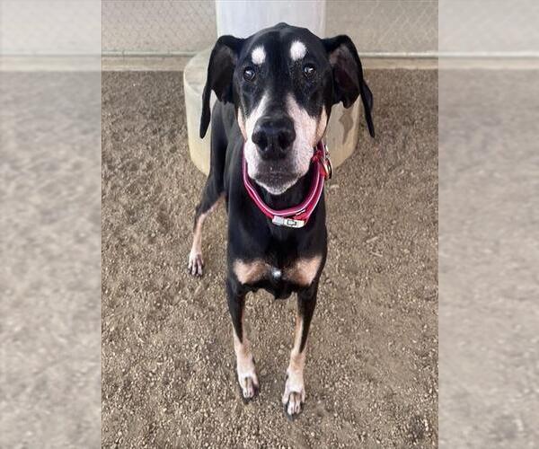 Medium Photo #3 Doberman Pinscher-Unknown Mix Puppy For Sale in Plano, TX, USA