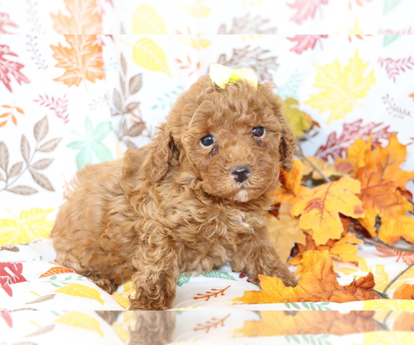 Medium Photo #1 Poodle (Miniature) Puppy For Sale in SHILOH, OH, USA