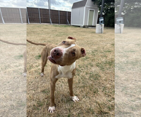 Medium Photo #6 American Pit Bull Terrier-Unknown Mix Puppy For Sale in McKinney, TX, USA
