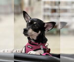 Small #6 Chihuahua