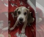 Small Photo #5 Beagle-Unknown Mix Puppy For Sale in Holly Springs, NC, USA