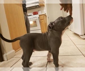 American Bully Puppy for sale in AULT FIELD, WA, USA